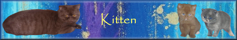 Kitten